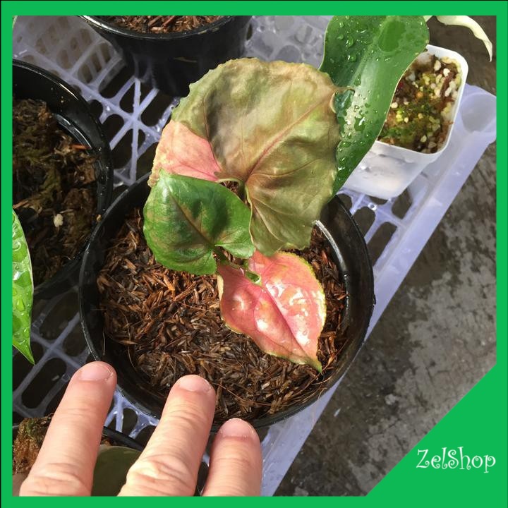 Syngonium Strawberry Ice / Syngonium Stroberi Ice