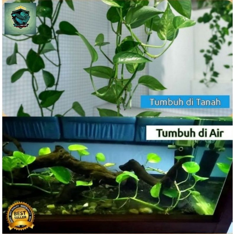 Tanaman Daun Sirih Gading