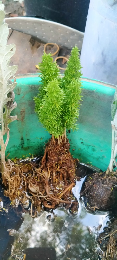 Tanaman Hias Asparagus Densiflorus Atau Ekor Tupai Murah