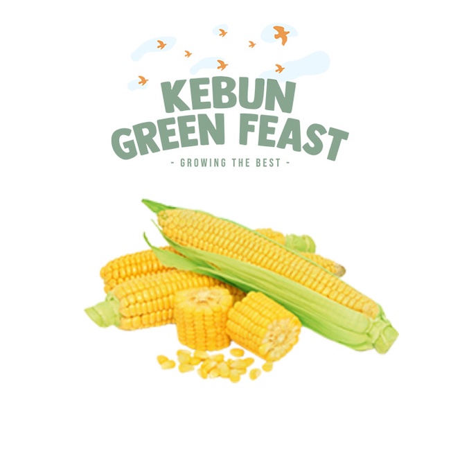 

Jagung Susu - Jagung Segar Lokal