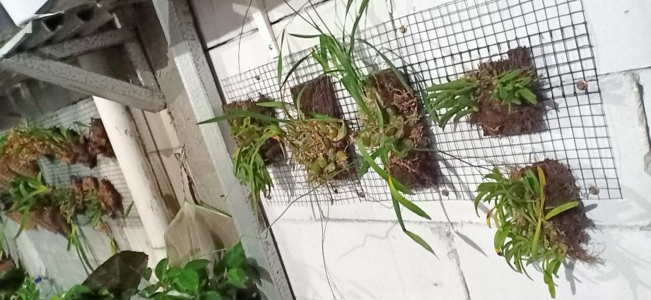 Eria Retusa Anggrek Eria Dewasa Anggrek Mini Anggrek Spesies Murah Species Orchids From Java