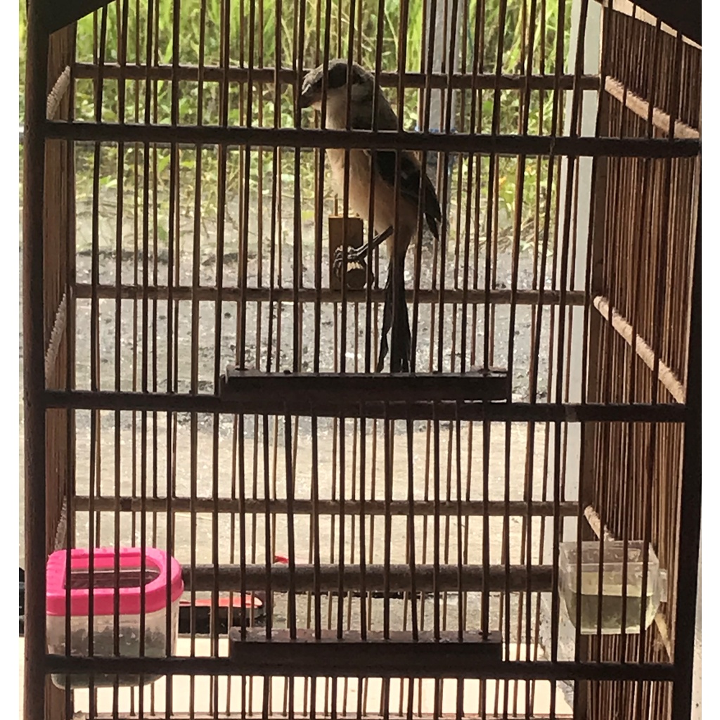 burung Cendet trotol jantan ProSpek