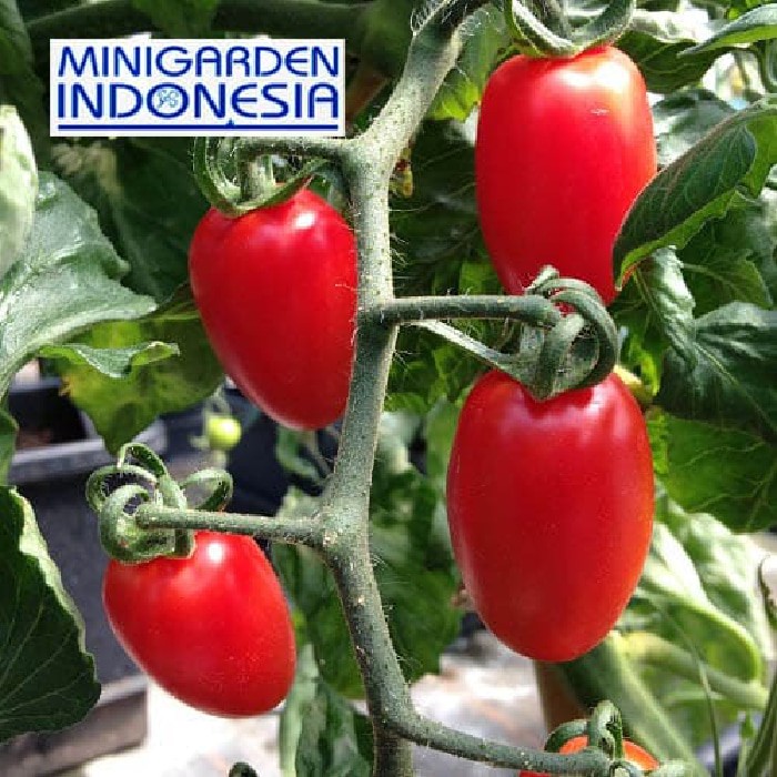 MGI isi 10 benih tomat cherry F1 import floridity bibit tanaman sayuan buah tomat ceri cerry merah