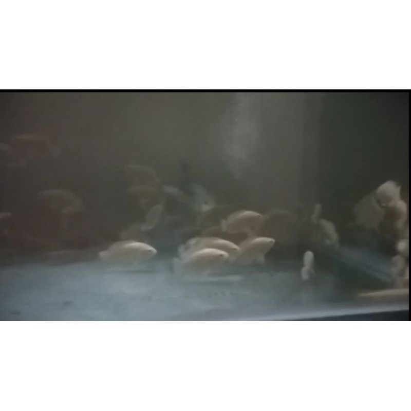 

ikan oscar albino tiger