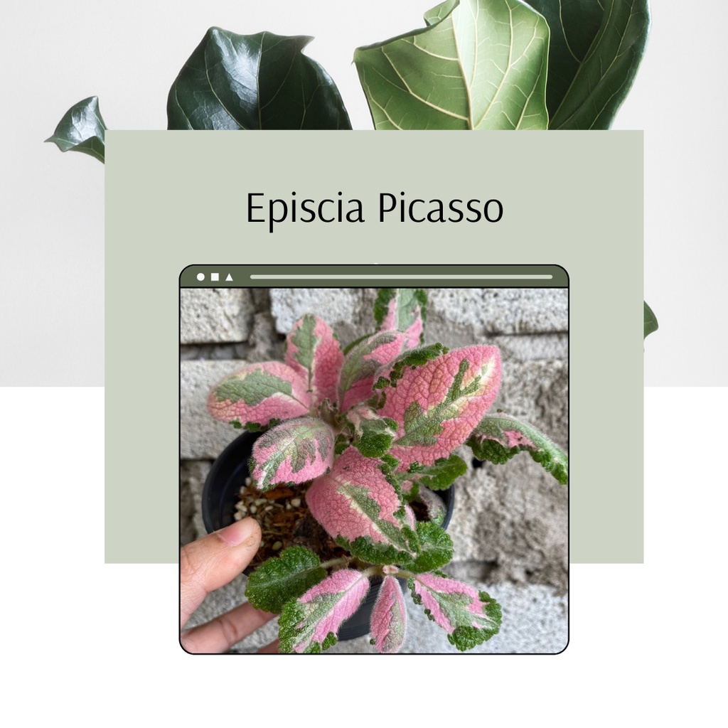Episcia Import Tanaman Hias Episcia Picasso Murah Cantik dan Terawat