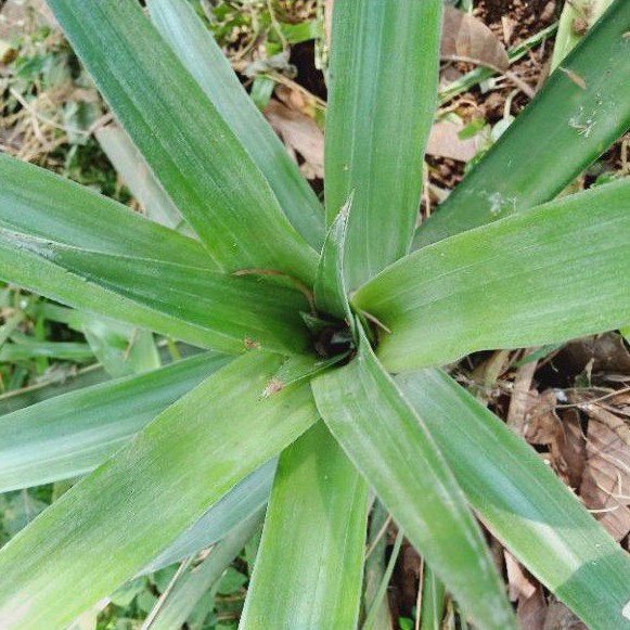 

Daun Nanas (Ananas comosus (L.) 250 gram press