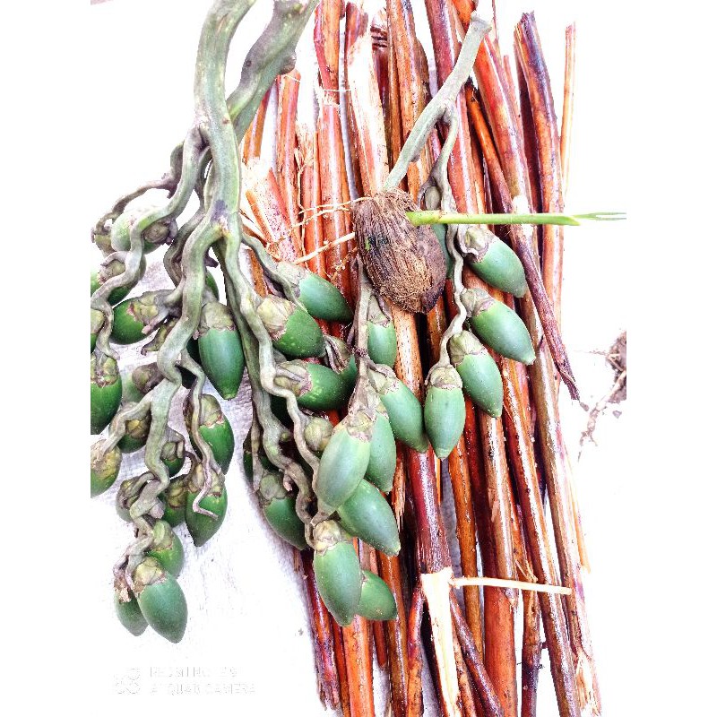 

buah pinang muda isi 100 gram