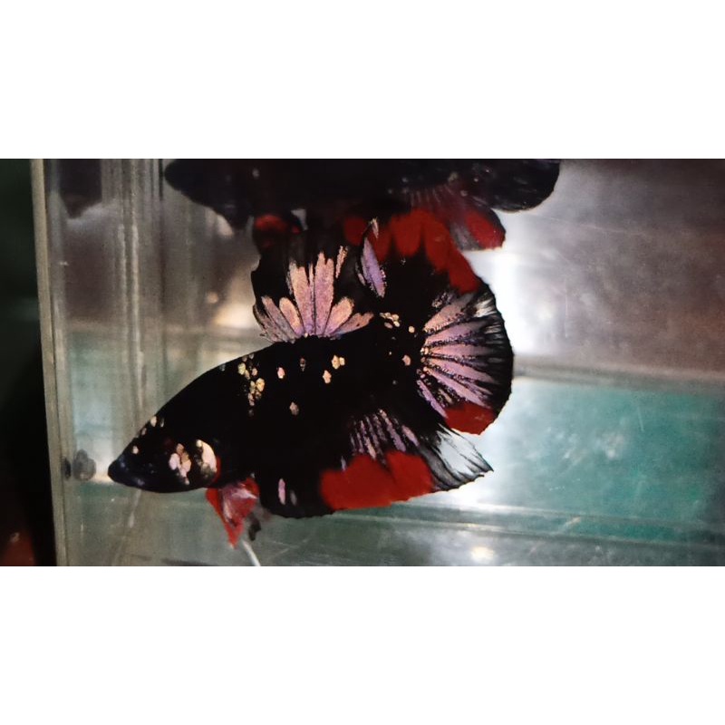PAIR AVATAR COOPER GOLD BETTA MOCCI