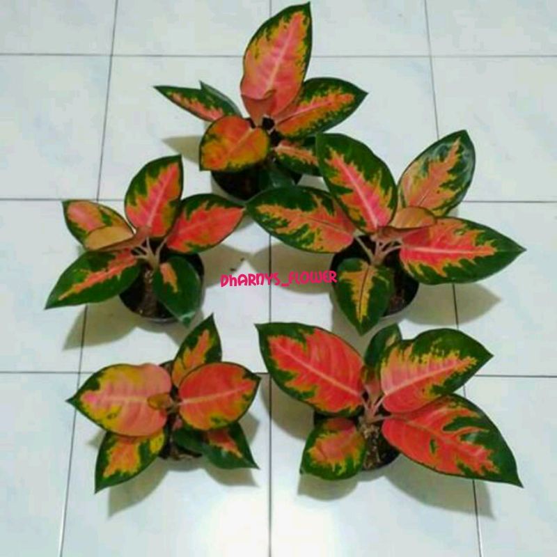 (BISA COD)TANAMAN HIAS BUNGA AGLONEMA RED KOCIN REMAJA