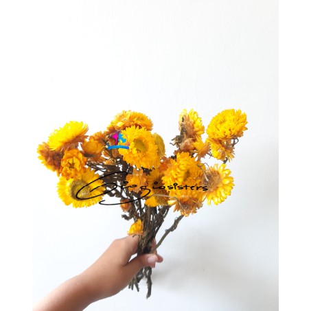 Helichrysum Kering KUNING | Strawflower | Dried Flowers | Bunga Kering