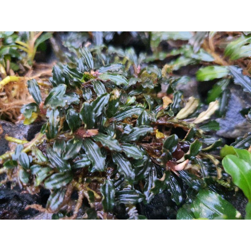 Bucephalandra Mini Boyan (Mini Clump)