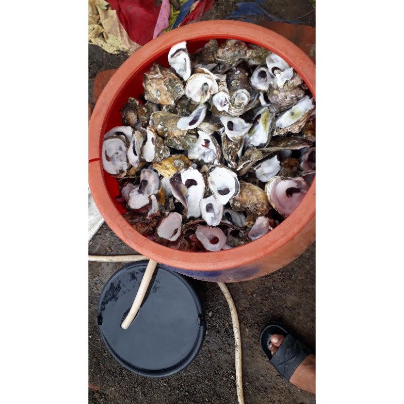 

oyster ( cangkang tiram), penstabil ph air