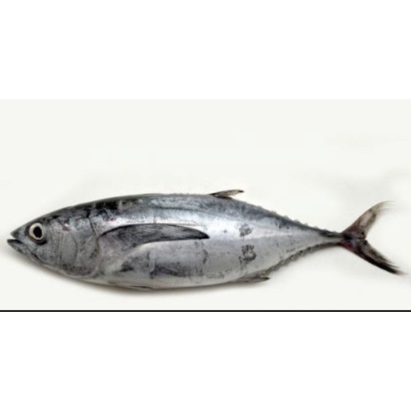 

Ikan Tongkol Jabrik | Ikan Fresh Ikan Basah