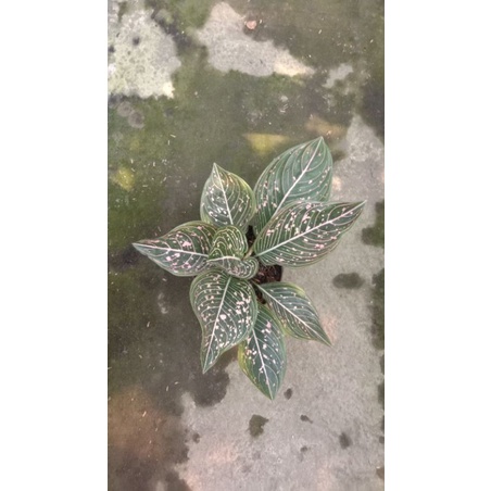 AGLONEMA SITI NURBAYA