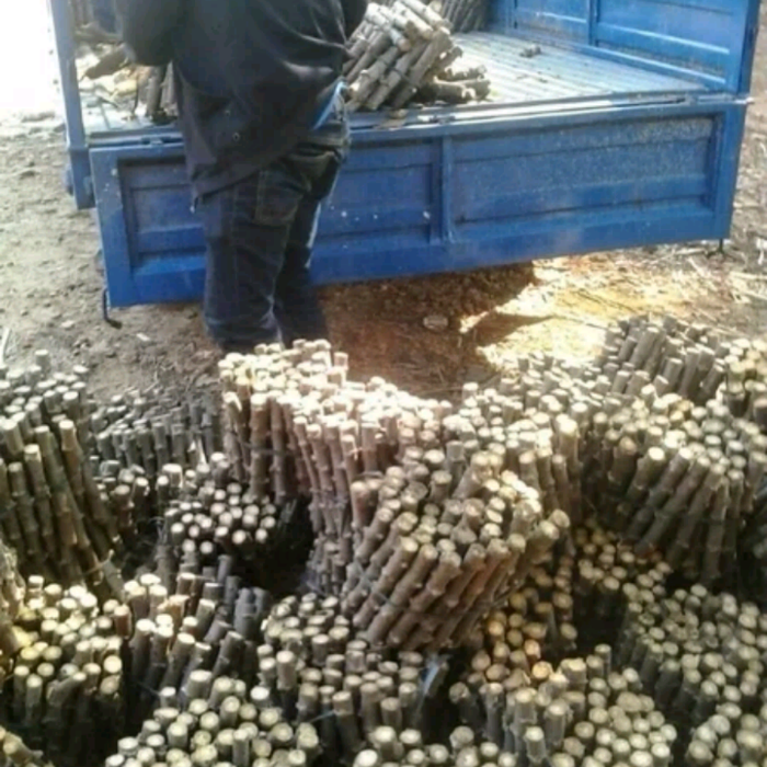 

Bibit stek batang singkong per kilo - singkong mentega