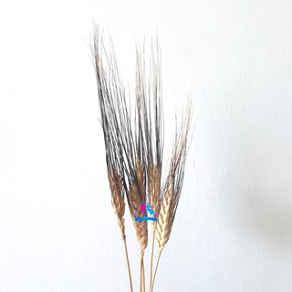1 ikat Gandum Hitam Kering Hias Tipe Black Barley 1 ikat Gandum Hitam Kering Hias Tipe Black Barley