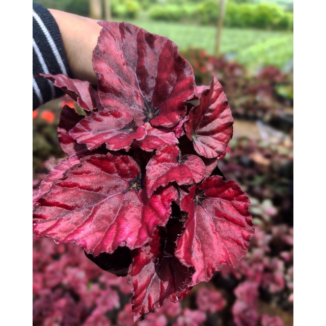 Begonia Red Chili