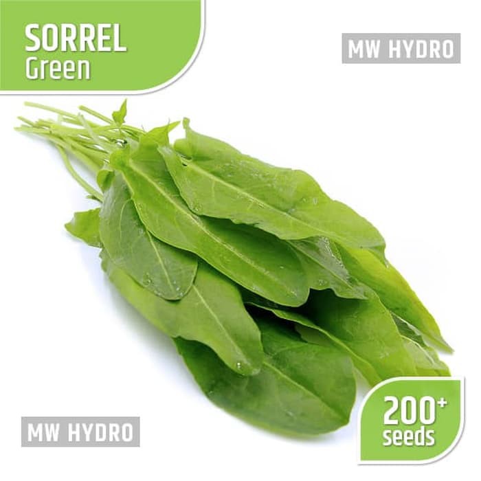 Benih Sorrel - Green, Seed