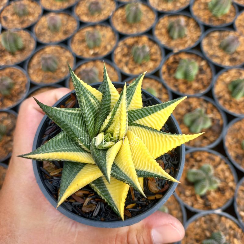 haworthia limifolia variegata