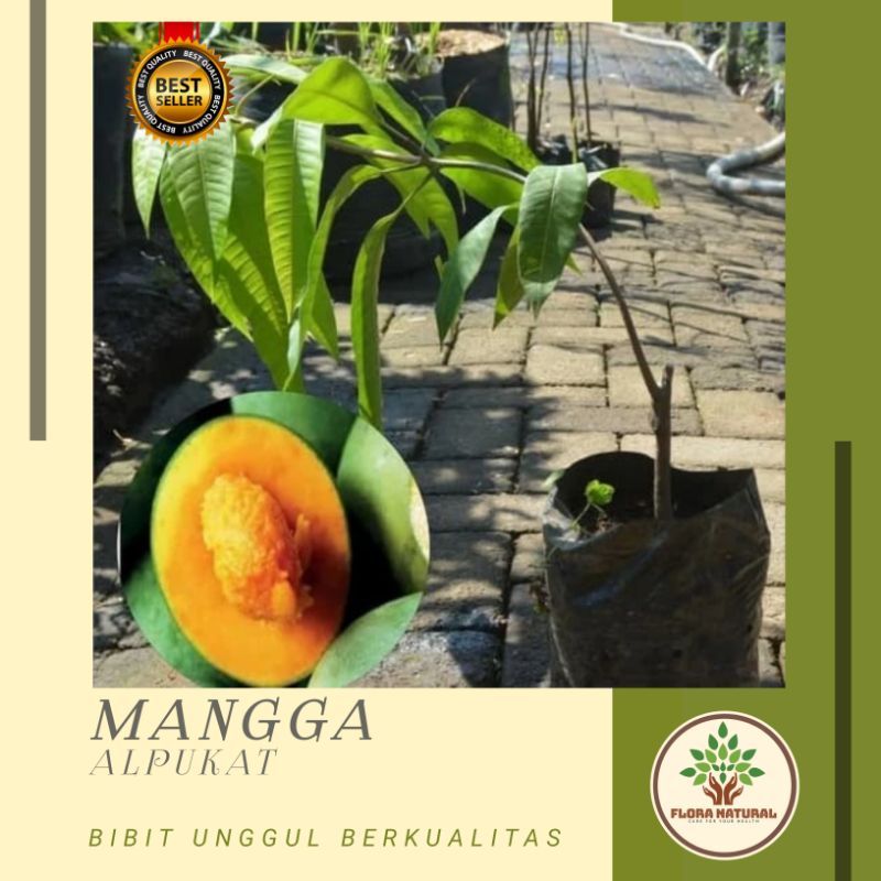 Bibit tanaman mangga alpukat Pohon mangga alpukat