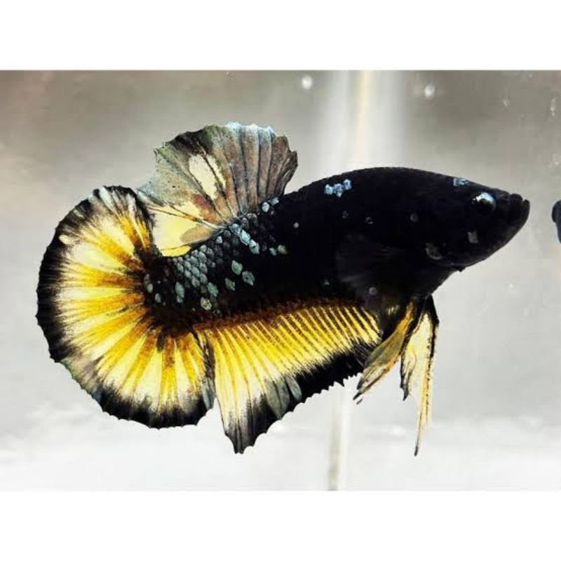 

utha Bettafish