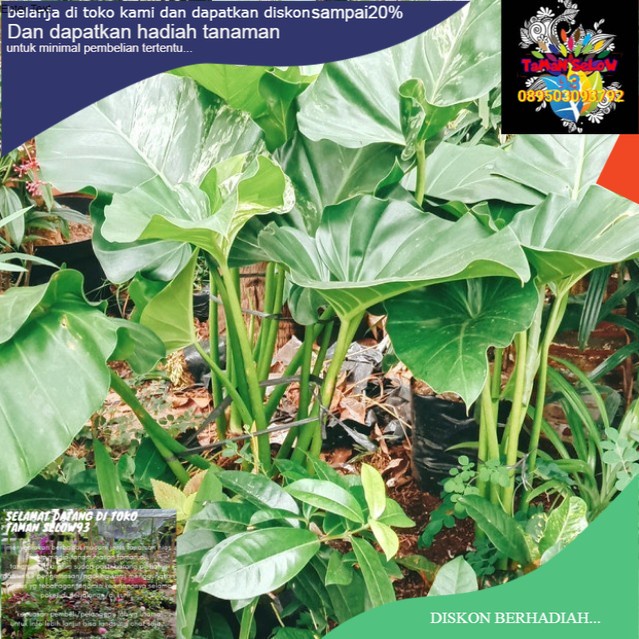 tanaman hias philodendron marble philo marbel dewasa