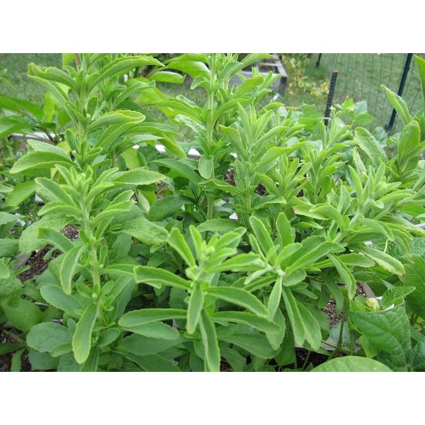 

Benih-Bibit Herba Stevia - Haira Seed