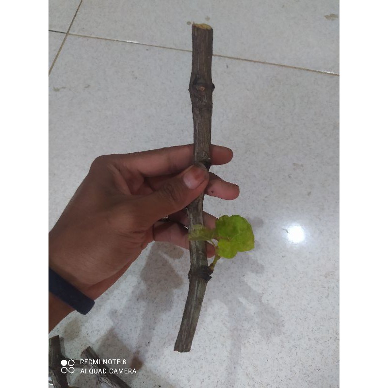 bibit anggur cutting stek segar lokal 1 batang 20-25 cm
