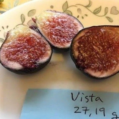 Bibit buah tin jenis langka VISTA | fresh cangkok bibit tin