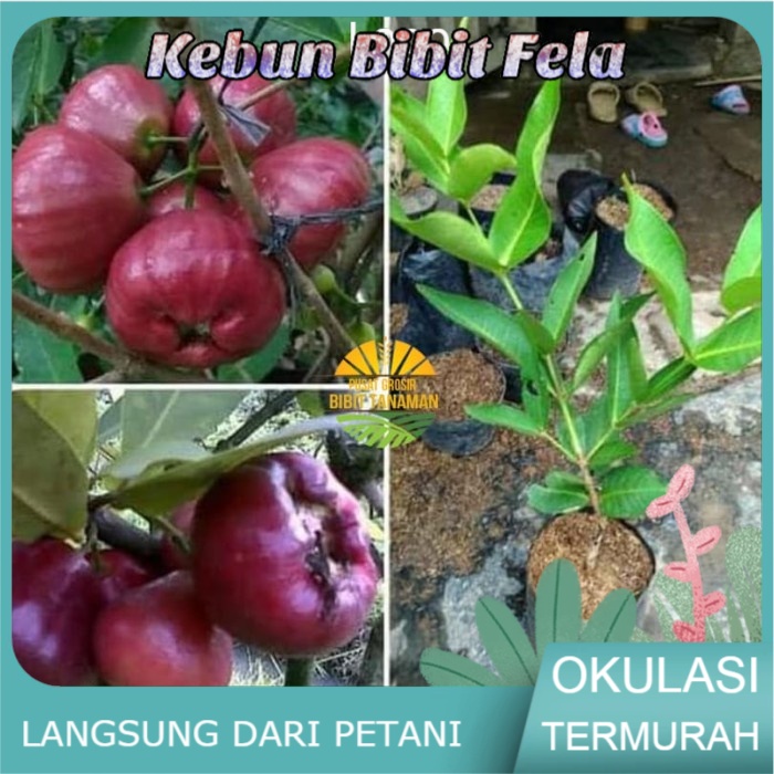 Bibit Buah jambu air black diamond