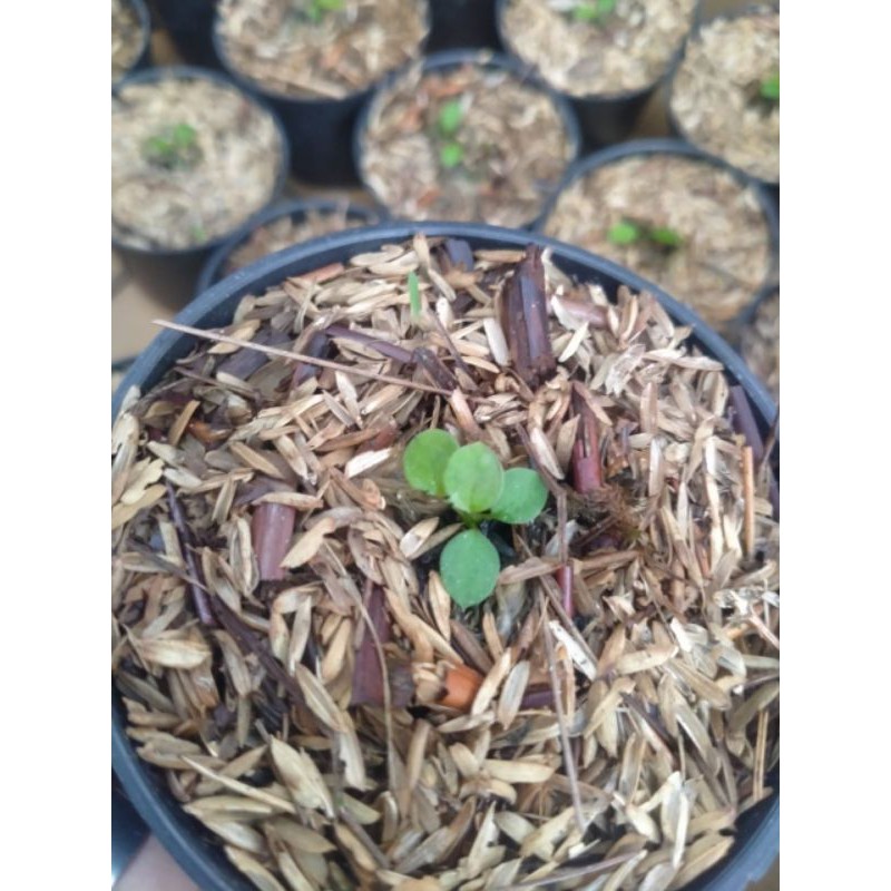 Baby Warocquanum/Lidah Gajah