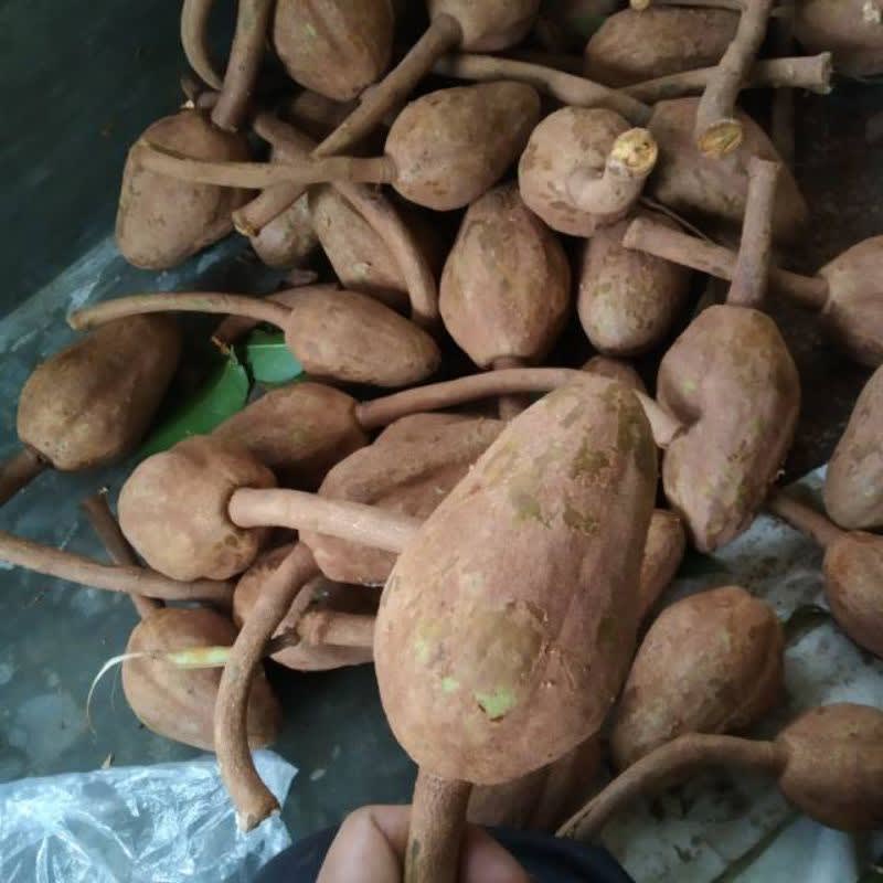 

buah mahoni herbal Hasil Kebun Sendiri