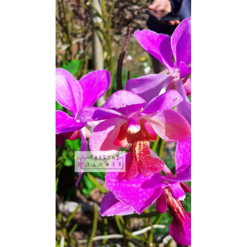 Paket murah anggrek vanda douglas dewasa beli 8 geratis 2