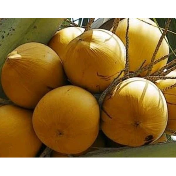 

(COD) Promo Jual Buah Kelapa Gading Kuning Muda Segar 1 Kg