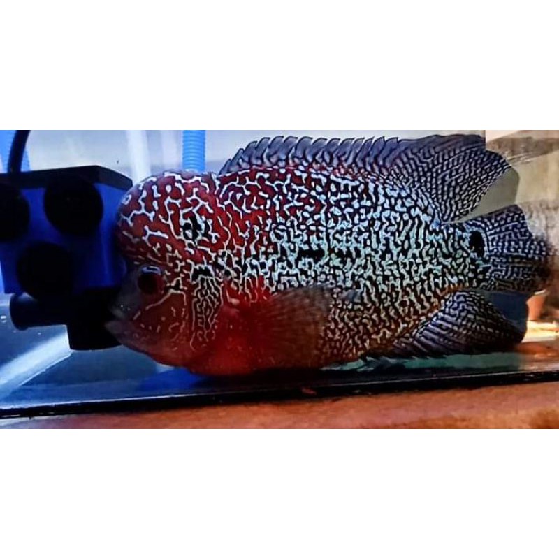 Burayak Louhan Cencu Baru Panen