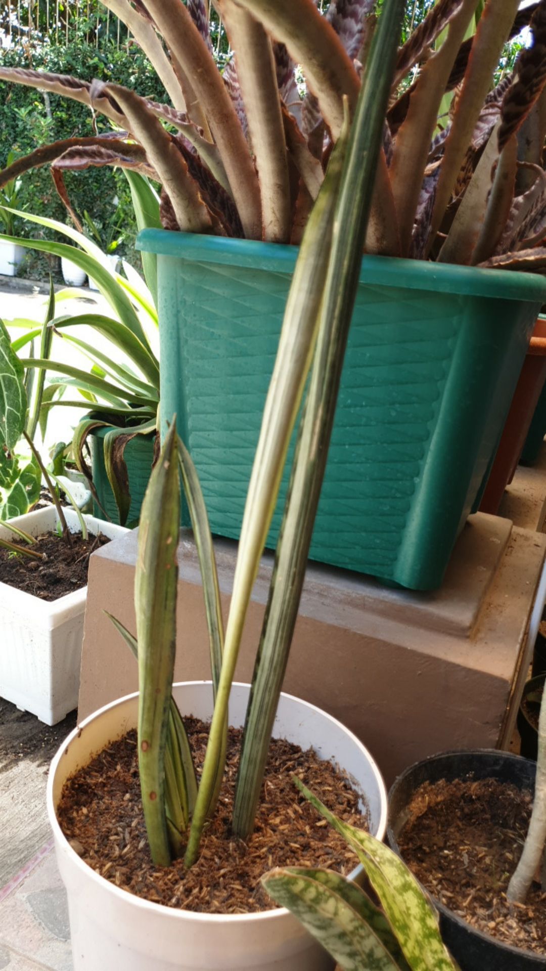 Tanaman Hias Sansevieria Trifasciata Laurentii Silver