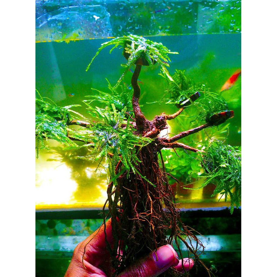 Terbaru Akar Pohon Bonsai Plus Moss Peacock - Aquascape Tanaman Air Terlaris
