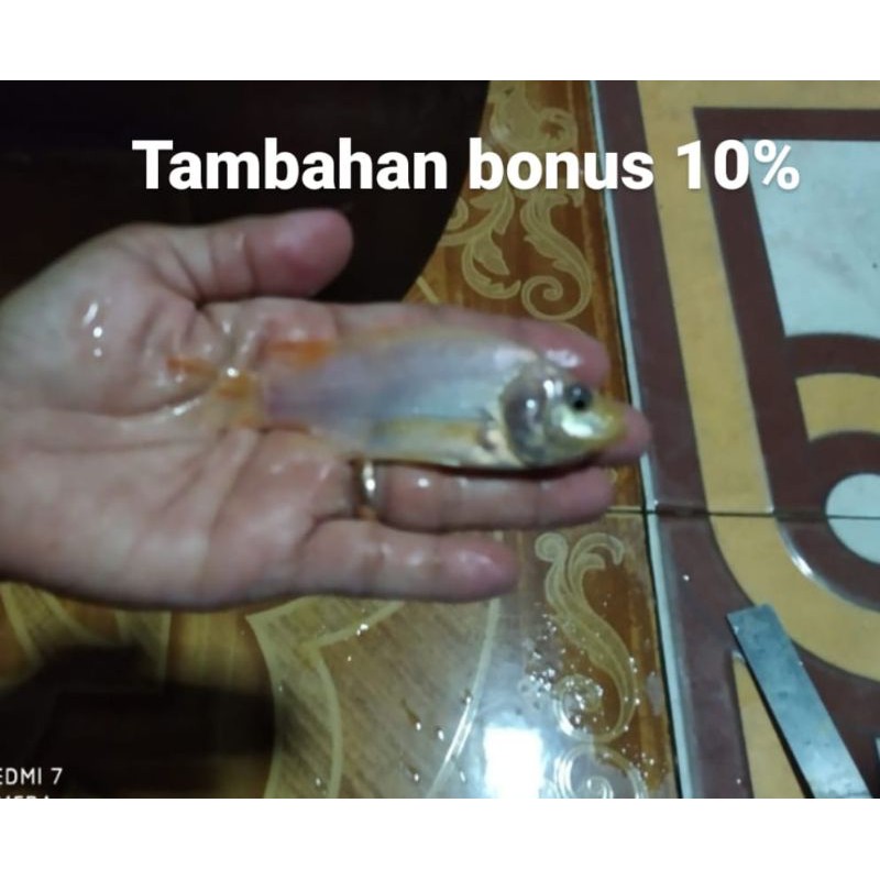 Bibit Ikan Nila Merah Uk. 9-10 Cm bonus 10%