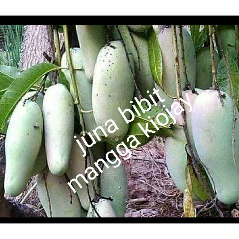 bibit buah mangga kiojay cepat berbuah seperti cangkok.