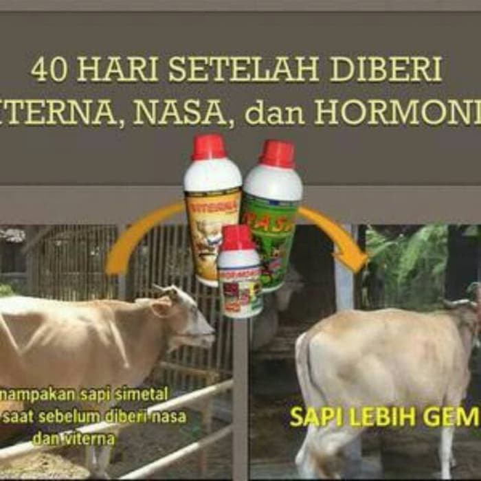 Paket Penggemukan Ternak Sapi Potong Kambing Domba Shopee