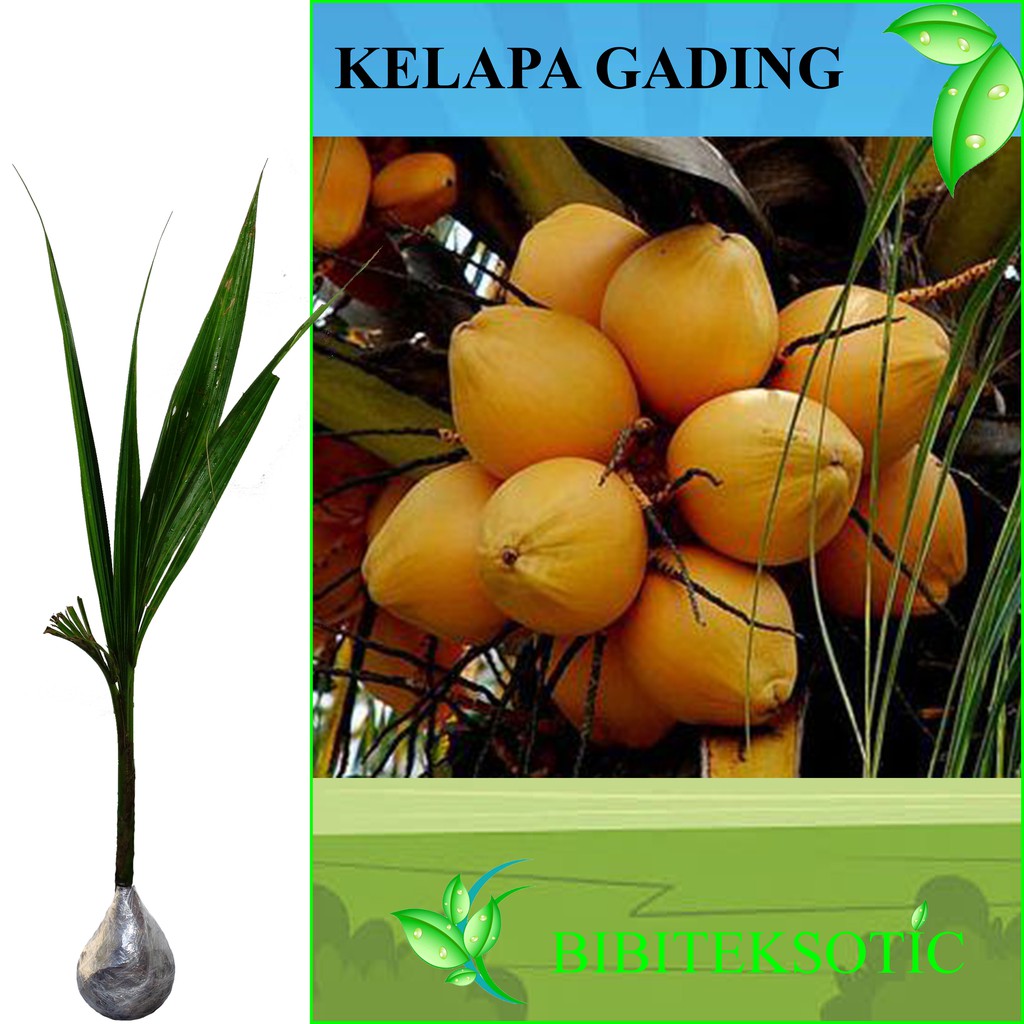 Tanaman Kelapa Gading Tinggi 60 80 Cm Shopee Indonesia