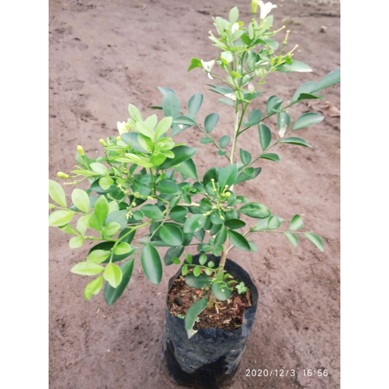

bibit pohon kemuning