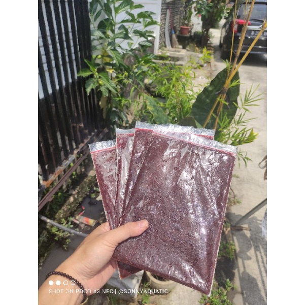 Cacing Beku Fresh, kemasan 1 kg ( isi 4 ) Merah,Bersih, Tanpa Air
