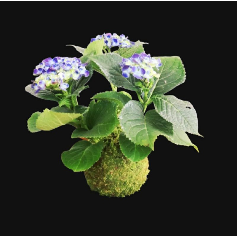 KOKEDAMA HORTENSIA