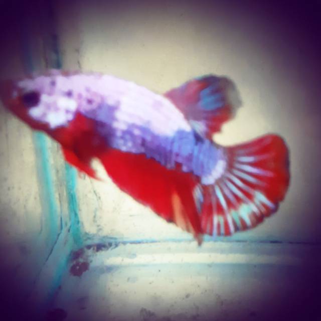 Jual ikan cupang#koi#fancy medan#black samurai#black mamba#emerald#galaxy#giant koi#fccp#plakat