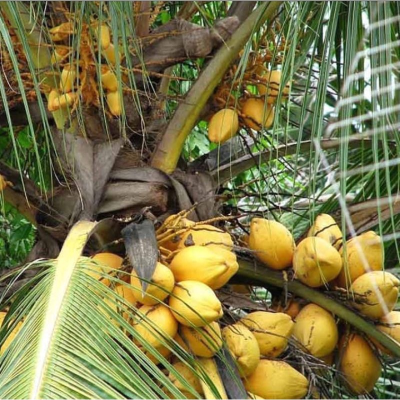 Bibit Kelapa Gading Kuning Pohon Pendek