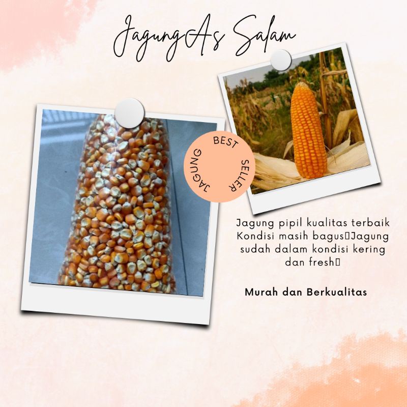 

Jagung Best Seller COD Termurah