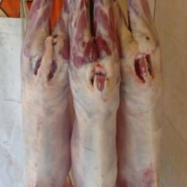

Daging Kambing Muda Fresh & Tidak Bau