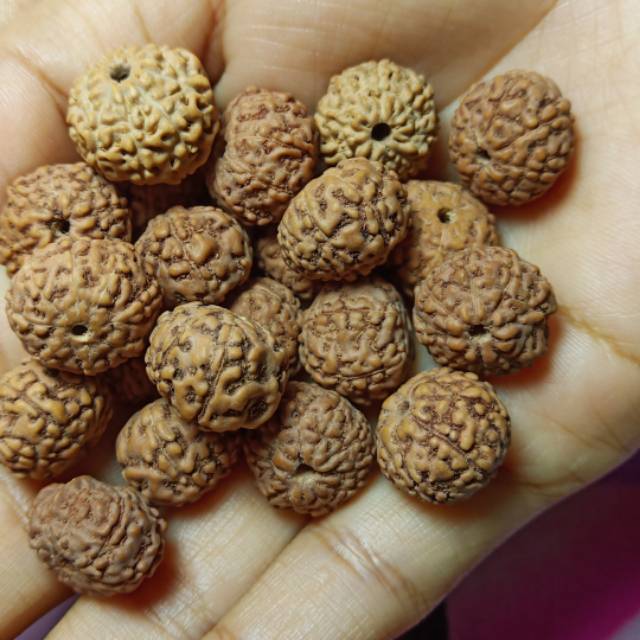 Jenitri genitri mukhi 8 isi 50 pcs