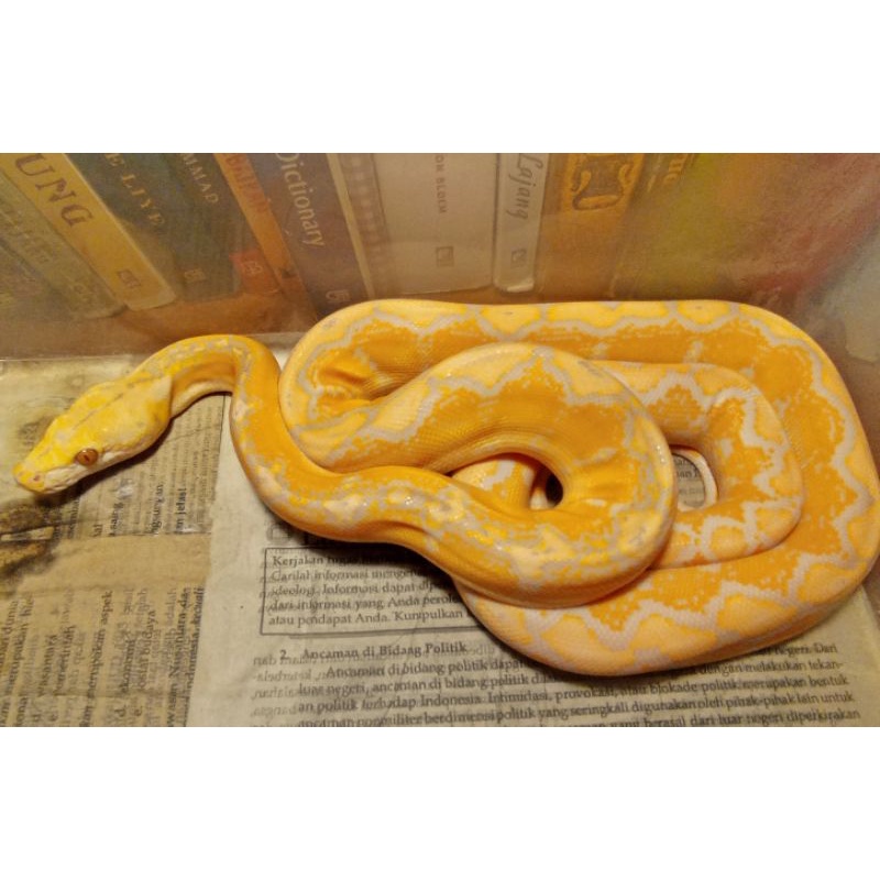 action figure Reticulated Python (sanca kembang) Motley Albino Lavender . bukan ball python, burmese